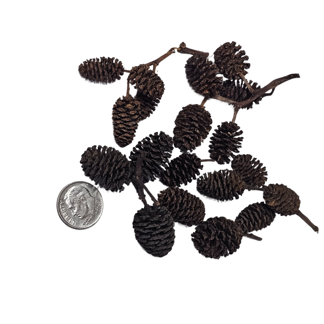 Alder Cones