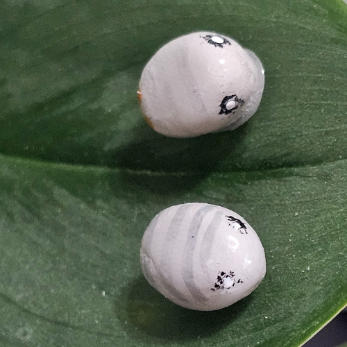 Handmade Clay Isopod Plant Charm- Cubaris murina wild type