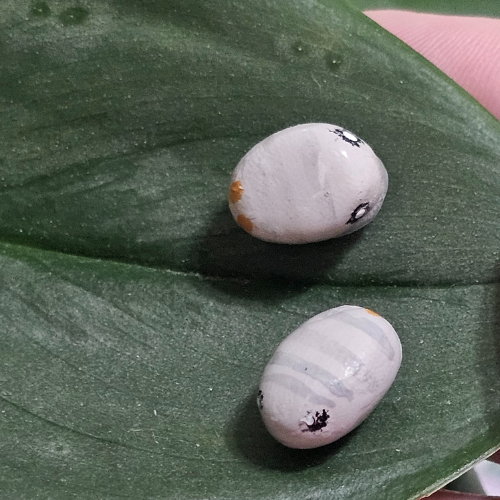 Handmade Clay Isopod Plant Charm- Cubaris murina wild type