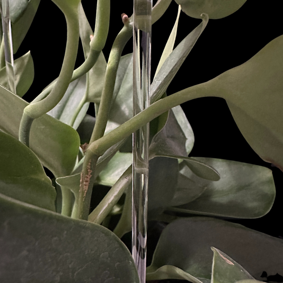 Acrylic Plant Supports