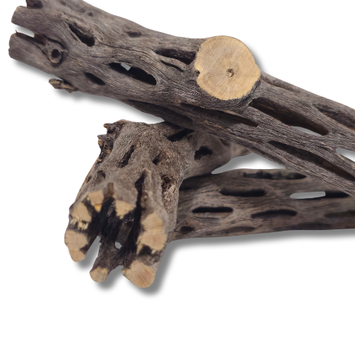 Cholla Cactus Branches