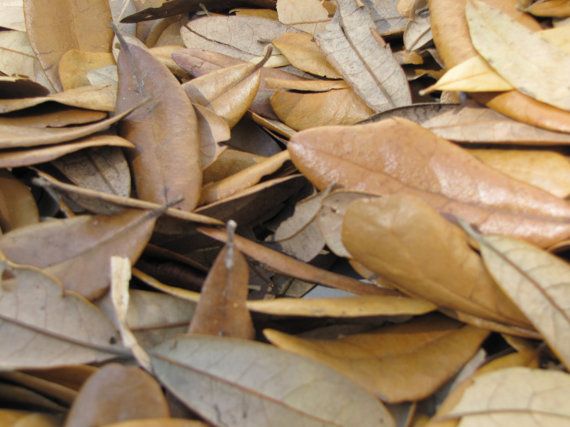 Live Oak Leaf Litter - Large bag