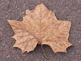 Sycamore Leaf Litter For Isopods, Millipedes, Tarantulas, Reptiles and Amphibians and other bioactive enclosures.