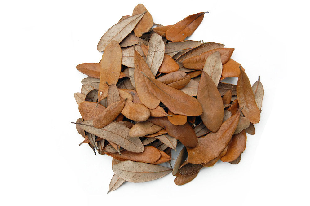 Live Oak Leaf Litter Small