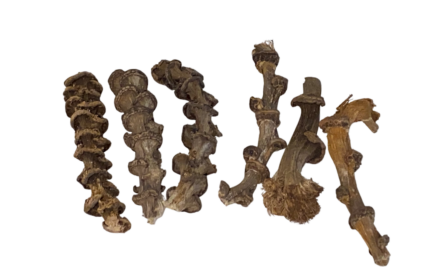 Banana Stem Pieces - Botanical Additive for Terrariums, Vivariums and Freshwater Fish Tanks.