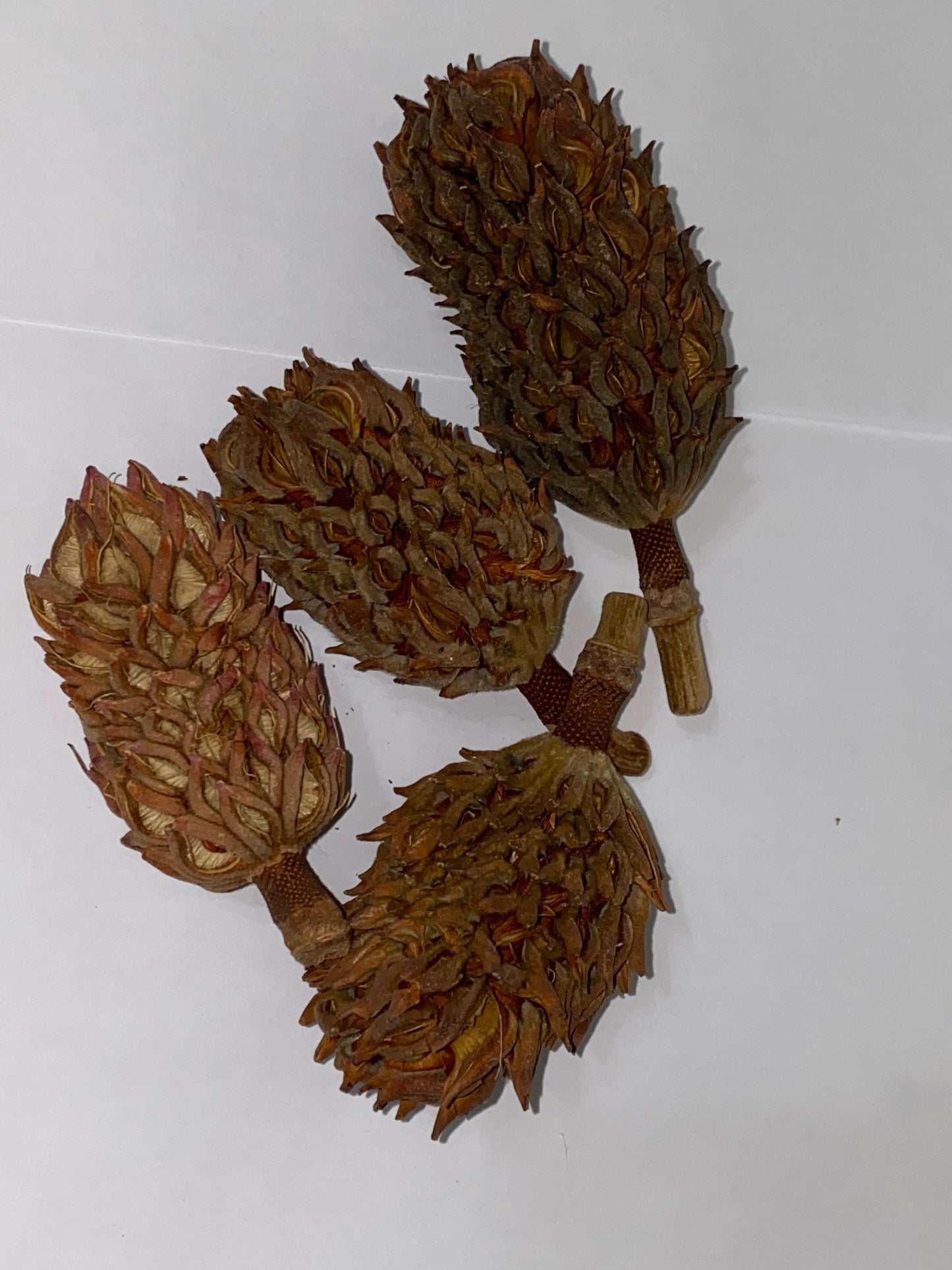 Magnolia Seed Pods / Bio-Active Supplies for Reptile and Invertebrate Enclosures