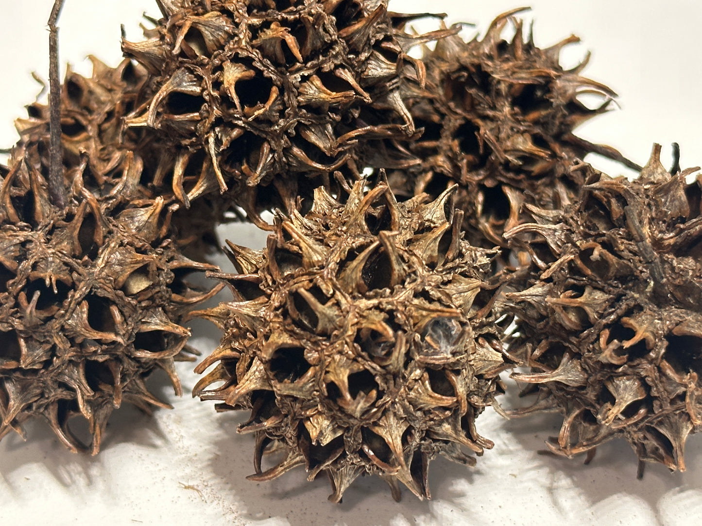 Sweet Gum Pods