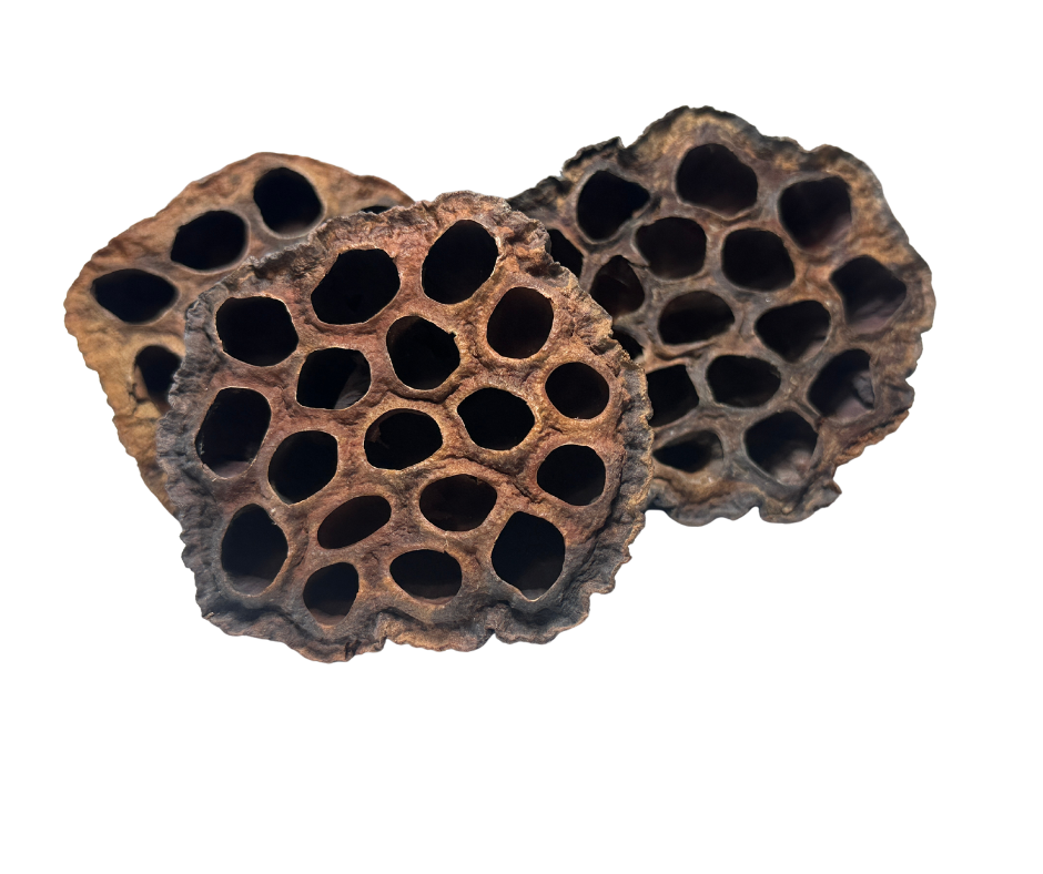 Lotus Pods - Large