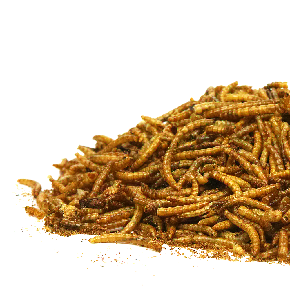 Dried Mealworms