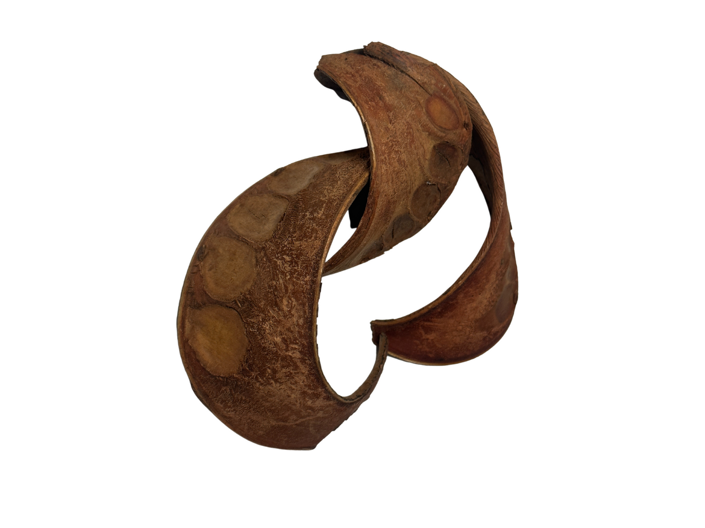 Elephant Ear Seed Pods