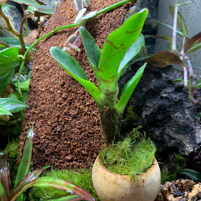 Bell Cup Seed Pods/ Botanical Addition to Bioactive Enclosures