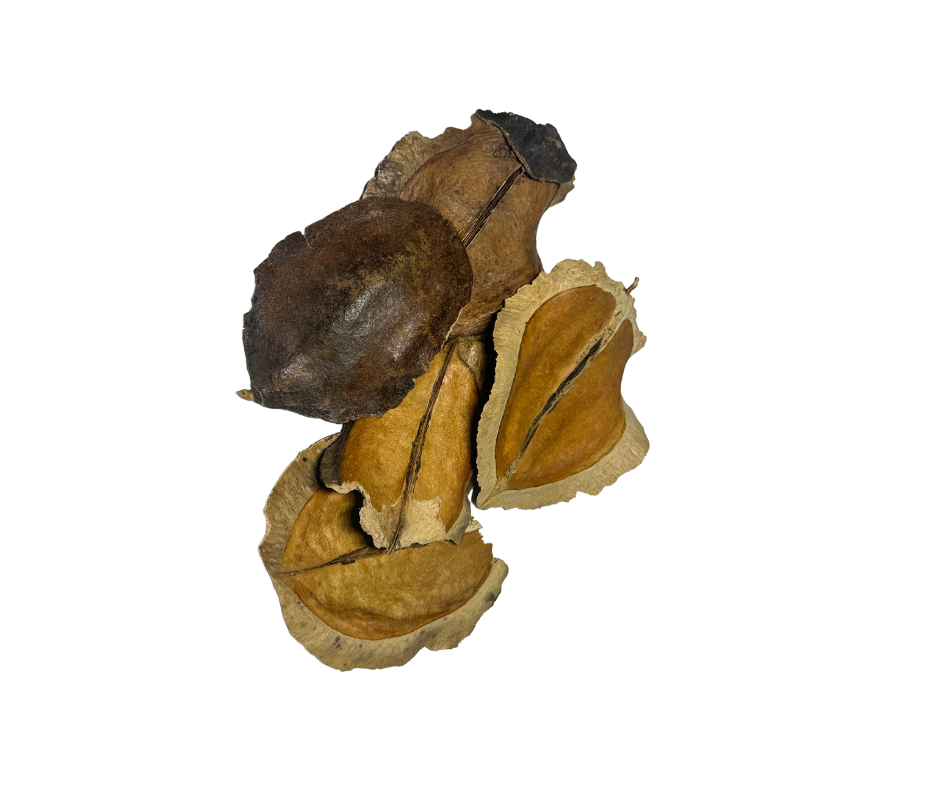 Brazilian Jacaranda Pods