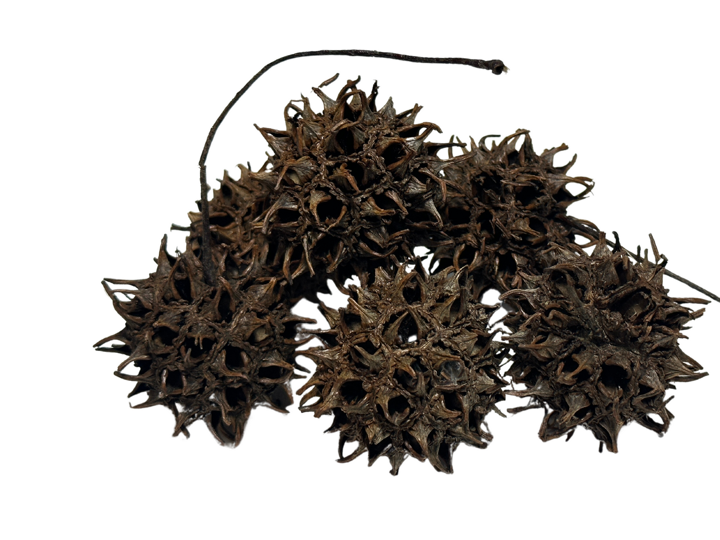 Sweet Gum Pods