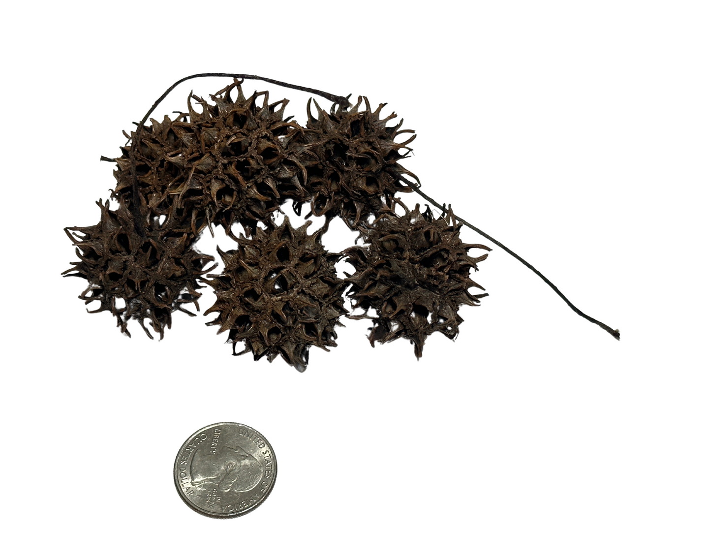 Sweet Gum Pods