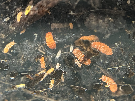 Setting Up and Caring for Protonura sp. "Orange Springtail"