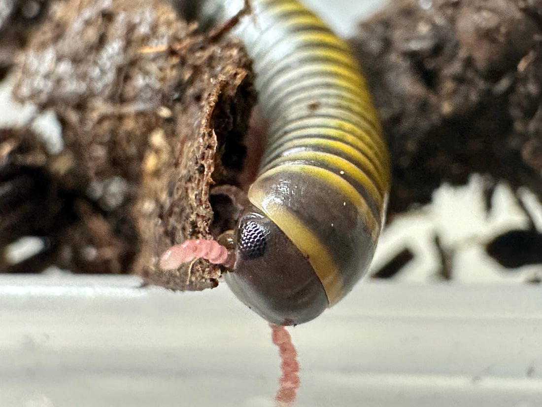 A close up picture of the Bumblebee millipede { Anadenobolus monilicornis}. Black and yellow striped millipede with red antennae. 