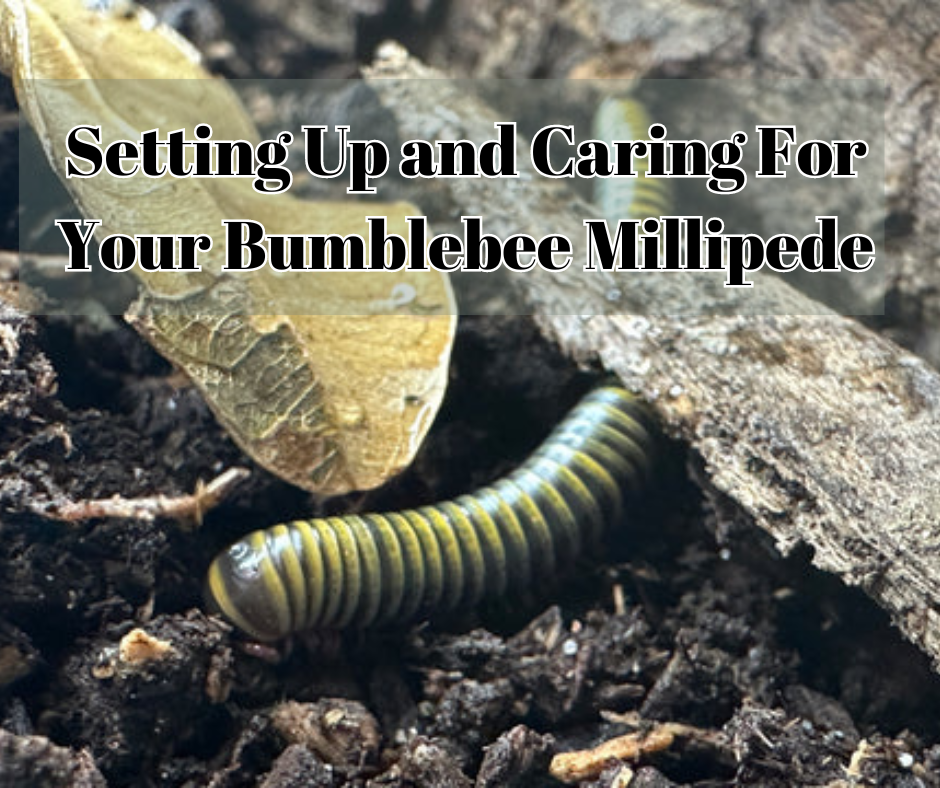 Setting Up and Caring For Your Bumblebee Millipede