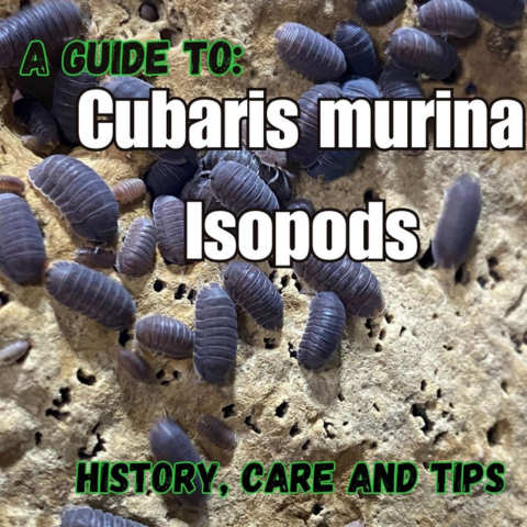 A group of grey isopods on a brown wood bark with the text, A guide to Cubaris murina Isopods History Care and Tips. 