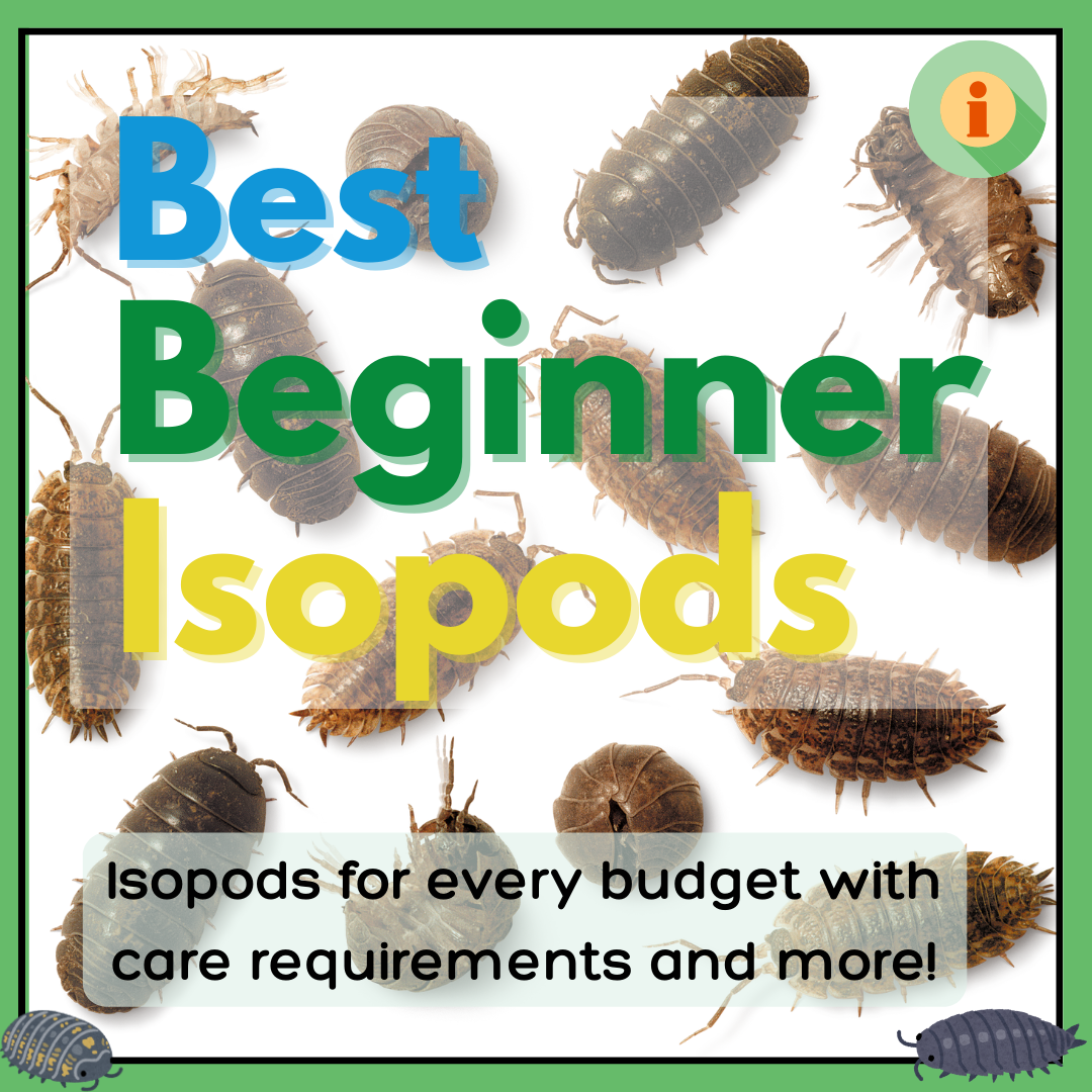 Best Beginner Isopods – The Great Invertebrate