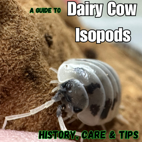 Everything You Ever Wanted to Know About P. laevis "Dairy Cow"