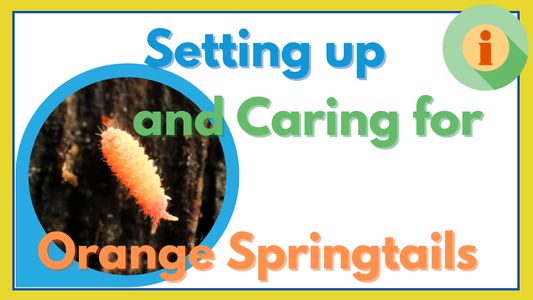 Setting Up and Caring for Protonura sp. "Orange Springtail"