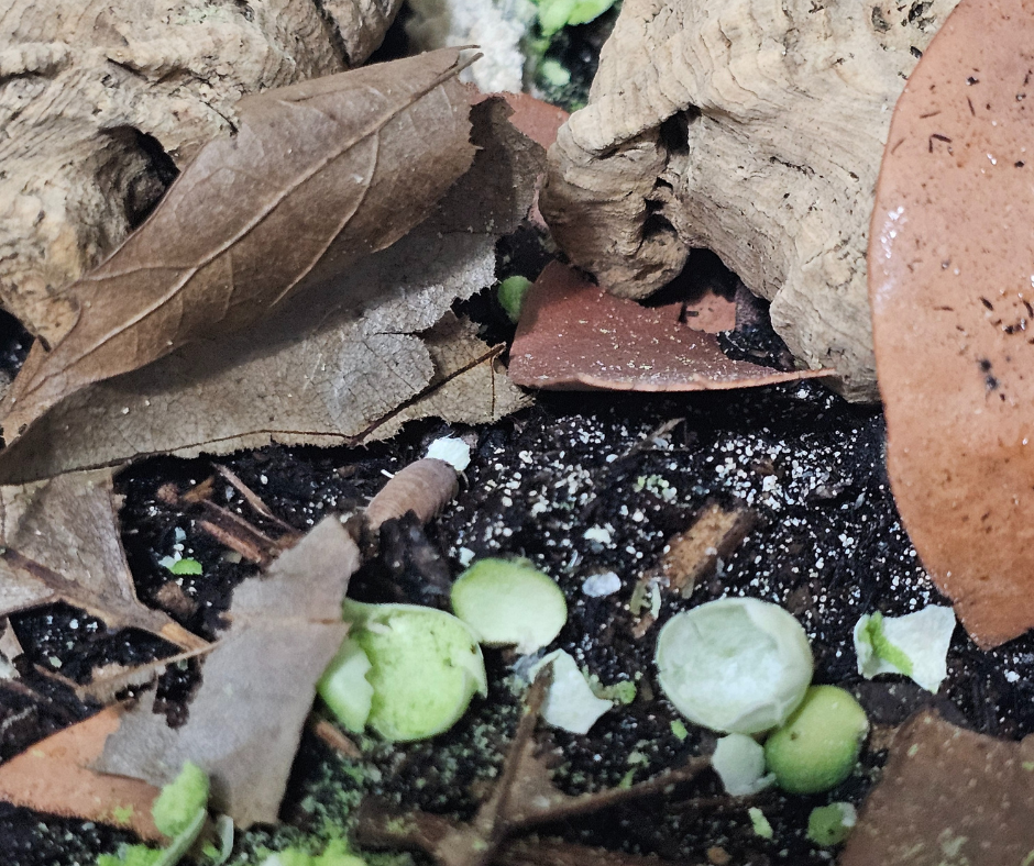 Isopodzilla Crunch - Freeze Dried Pea Snack.