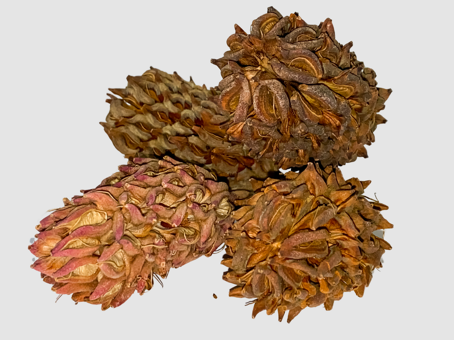 Magnolia Seed Pods / Bio-Active Supplies for Reptile and Invertebrate Enclosures