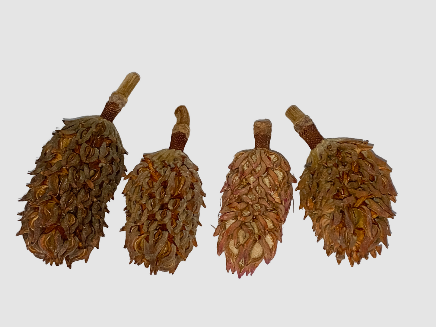 Magnolia Seed Pods / Bio-Active Supplies for Reptile and Invertebrate Enclosures