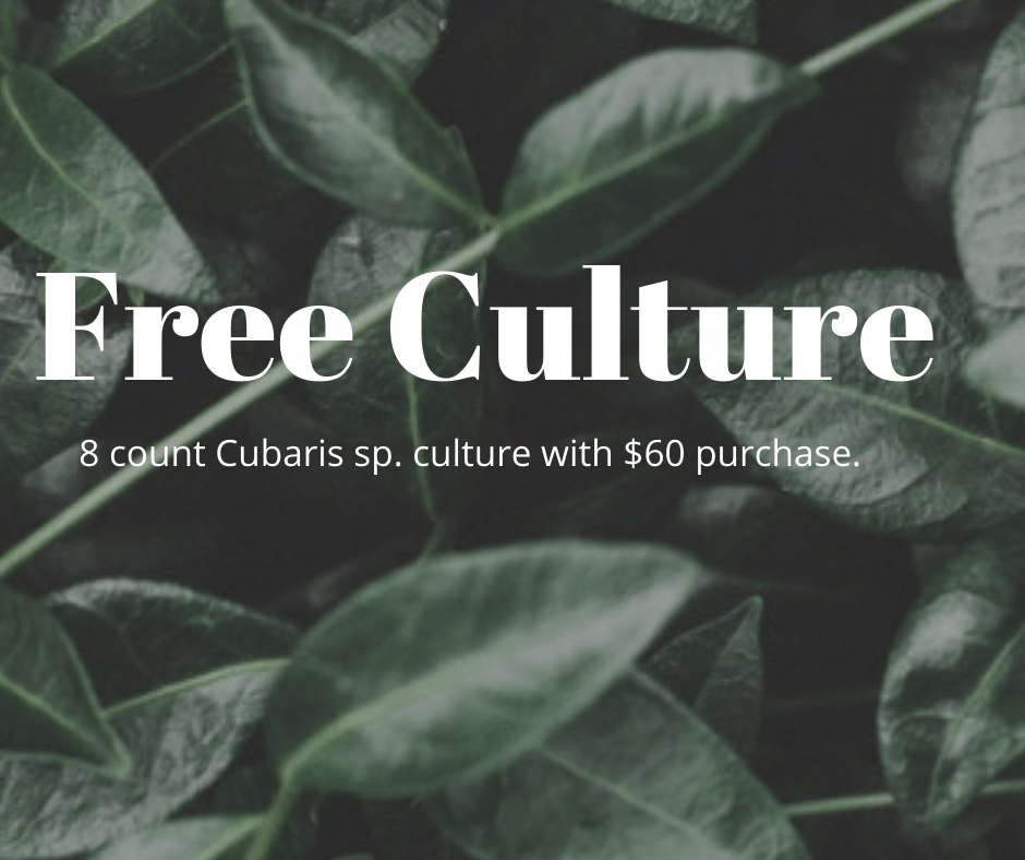 Free 8 count mystery Cubaris sp. with any $60.00 purchase