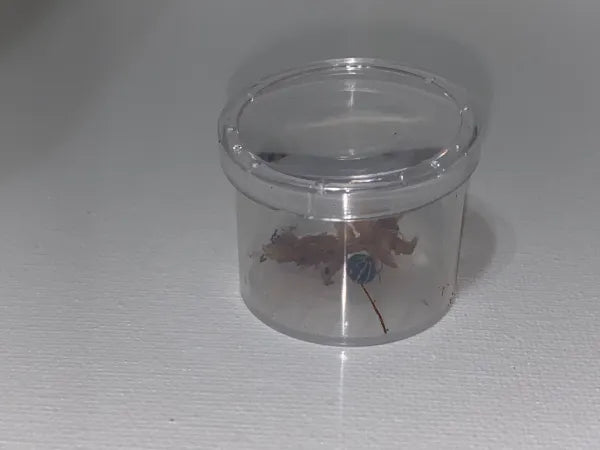 Creature Magnifier / Bug Viewer